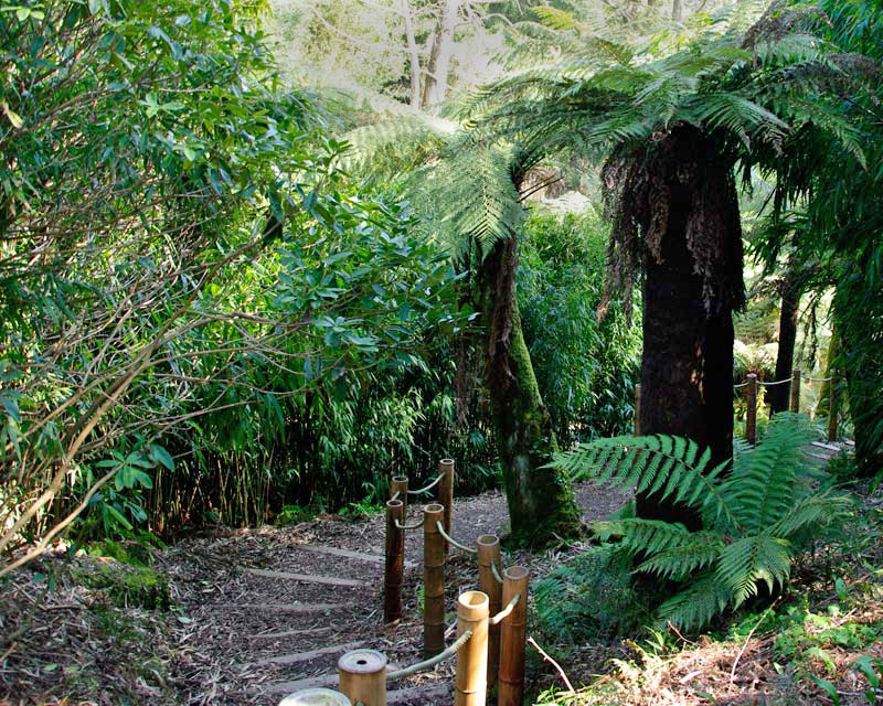 Jungle Steps to Fern Tree Gully, Lost Gardens of Heligan
