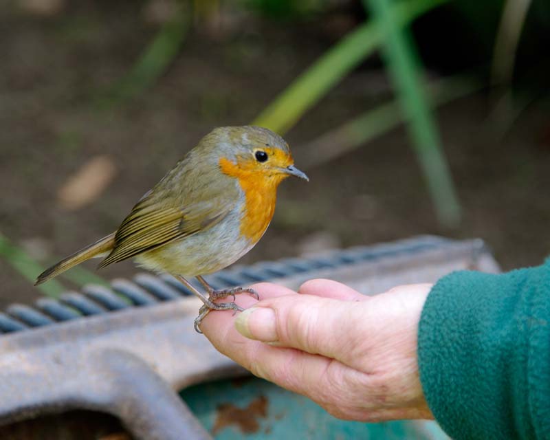 The wildlife of the garden are not worried by the visitors. Here a robin rests on a gardener's hand. - Lost Gardens of Heligan