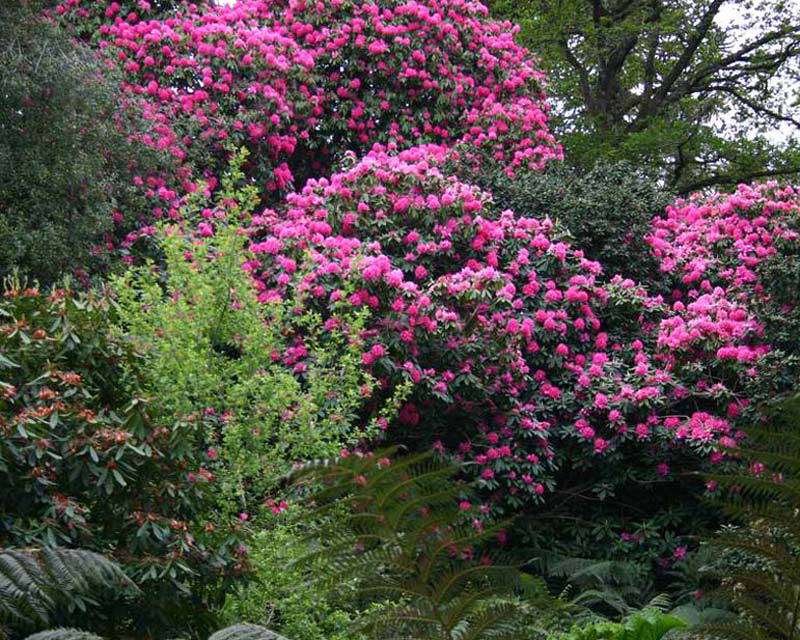 Rhododendron, Lost Gardens of Heligan - Photographer Peter Barber