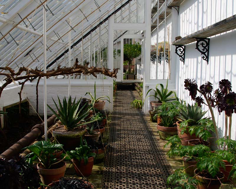 During the winter months many of the frost sensitve plants are stored in the vinery, Lost Gardens of Heligan