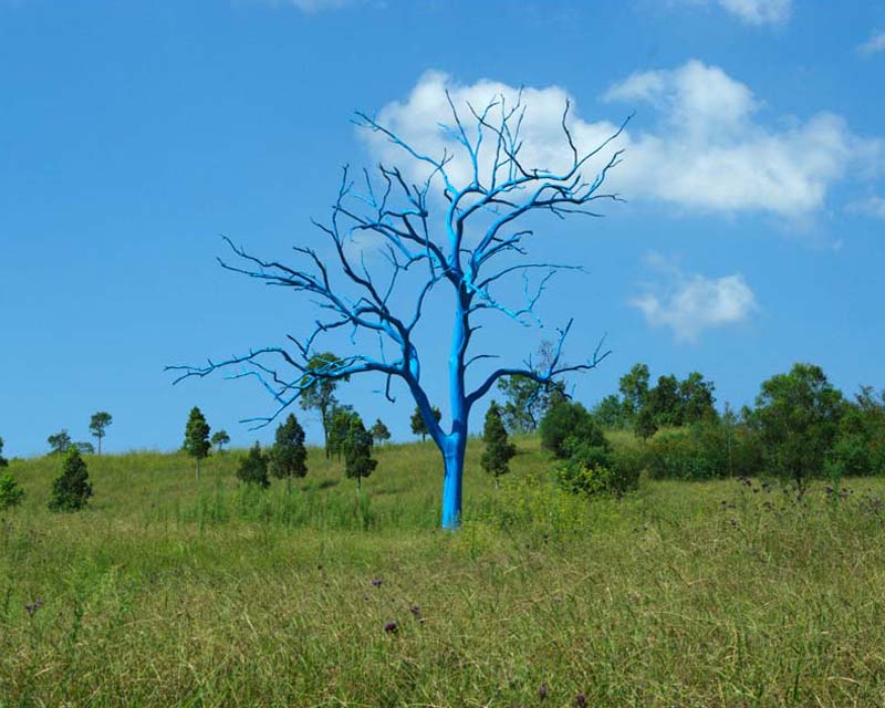 Artwork - the Blue Tree - Mount Annan Botanic Garden