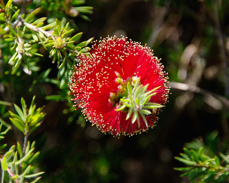 Callistemon pearsonii - Mount Annan Botanic Garden