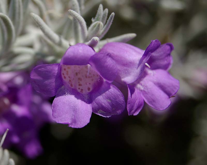 Eremophila nivea - Mount Annan Botanic Garden