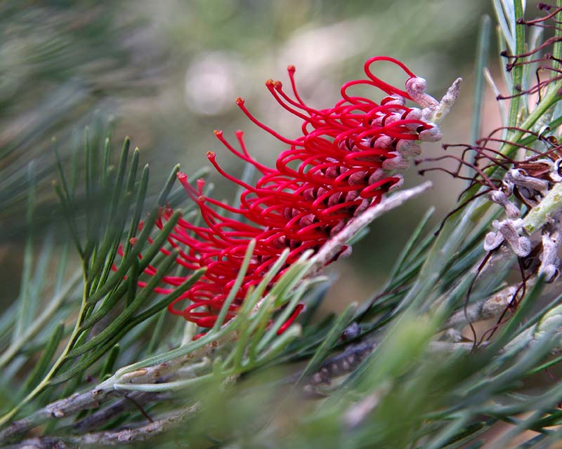 Grevillea tetragonoloba - Mount Annan Botanic Garden
