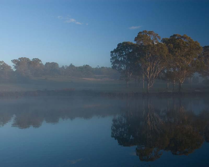 Misty Morning - photo Royal Botanic Gardens and Domain Trust -Simone Cottrell