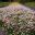Rhodanthe beds in full bloom at Mount Annan Botanic Gardens