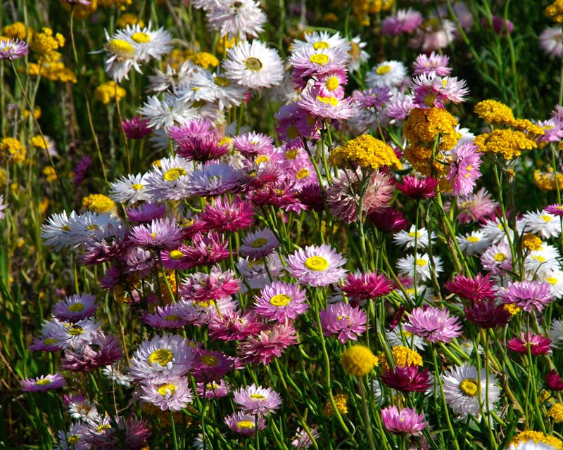 Spring flowers at Mount Annan Botanic Gardens