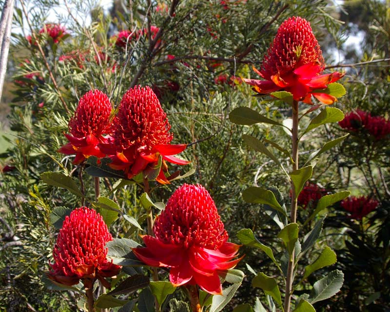 Waratahs in full bloom - Mount Annan Botanic Garden