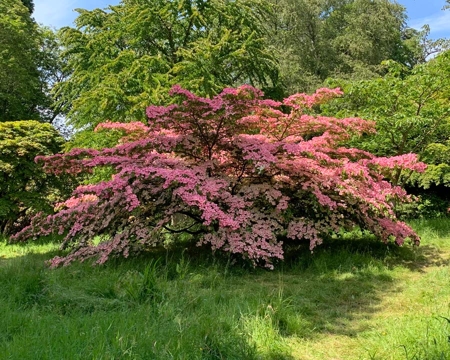 Bodnant Gardens, Conwy, North Wales - Cornus kousa 'Pink Form'