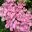 Bodnant Gardens, Conwy, North Wales - Cornus kousa 'Pink Form'