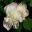 Bodnant Gardens, Conwy, North Wales - Paeonia suffruticosa 'Godaishu'