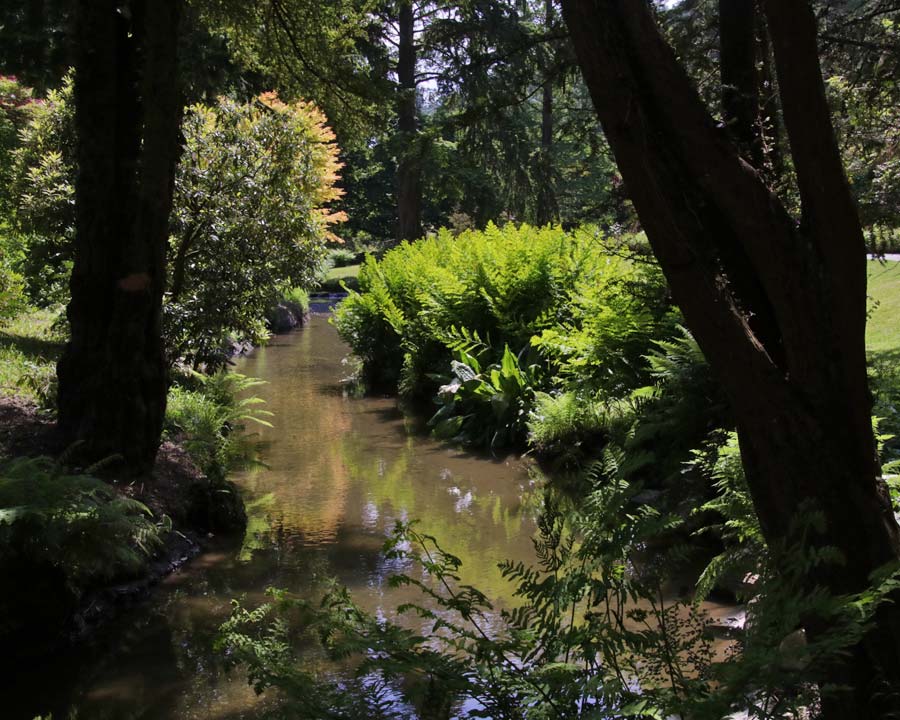 Ferns in the Dell stream, Bodnant