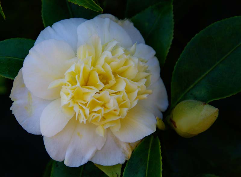 Camellia Japonica Bushfields Yellow - Photo taken Caerhays Gardens