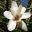 Magnolia Cecile Nice - Photo taken Caerhays Gardens