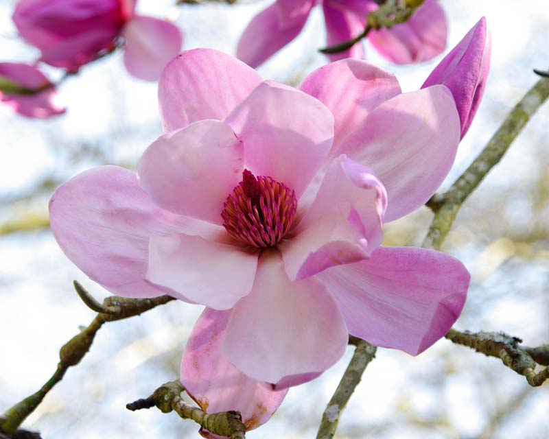 Magnolia Sargentiana Var Robusta X Sprengeri 'Diva' - Photo taken Caerhays Gardens