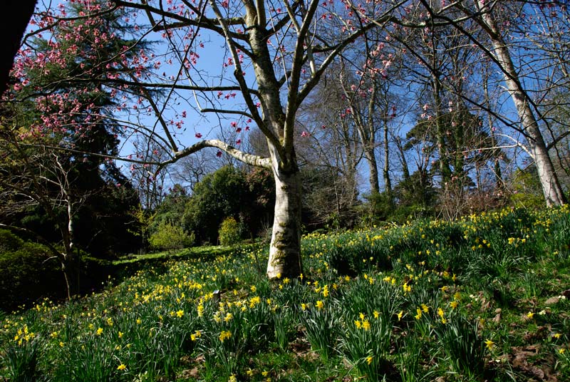Narcissus flowering around Magnolia - Photo taken Caerhays Gardens