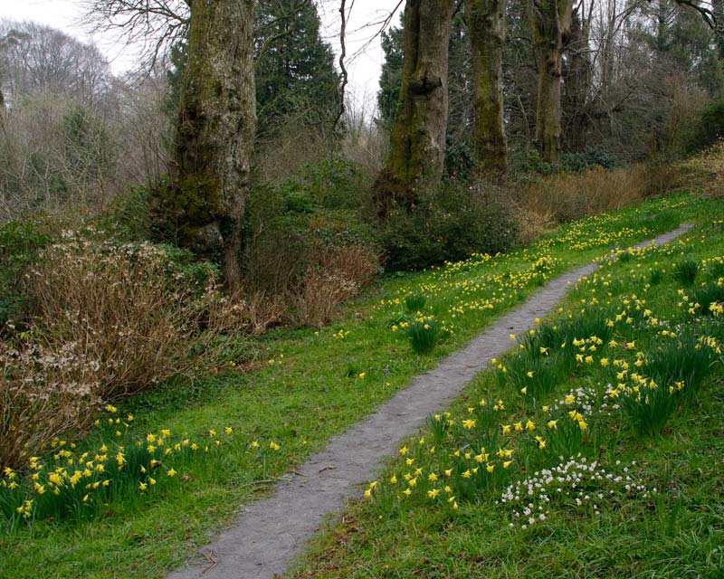 Lime Tree Walk in spring Garden House, Devon