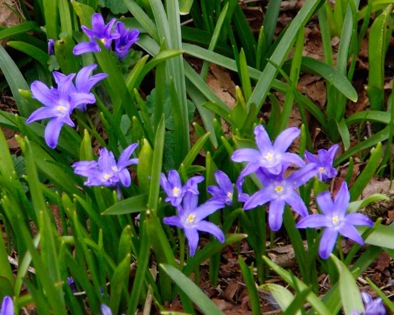 Chionodoxa - photo taken in spring at Garden House, Devon
