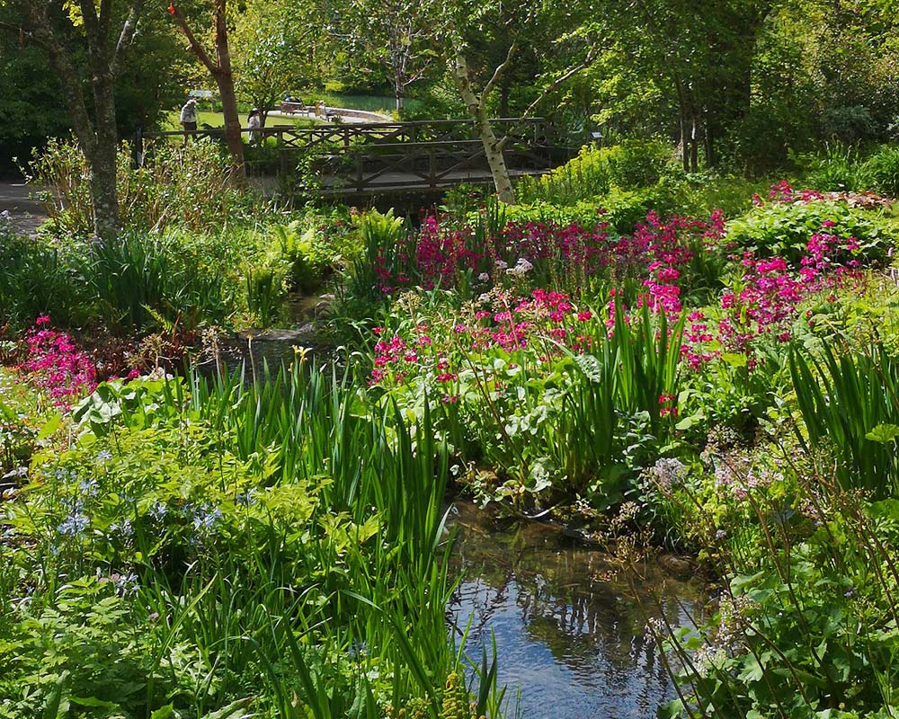 RHS Rosemoor Devon, UK - water and bog garden