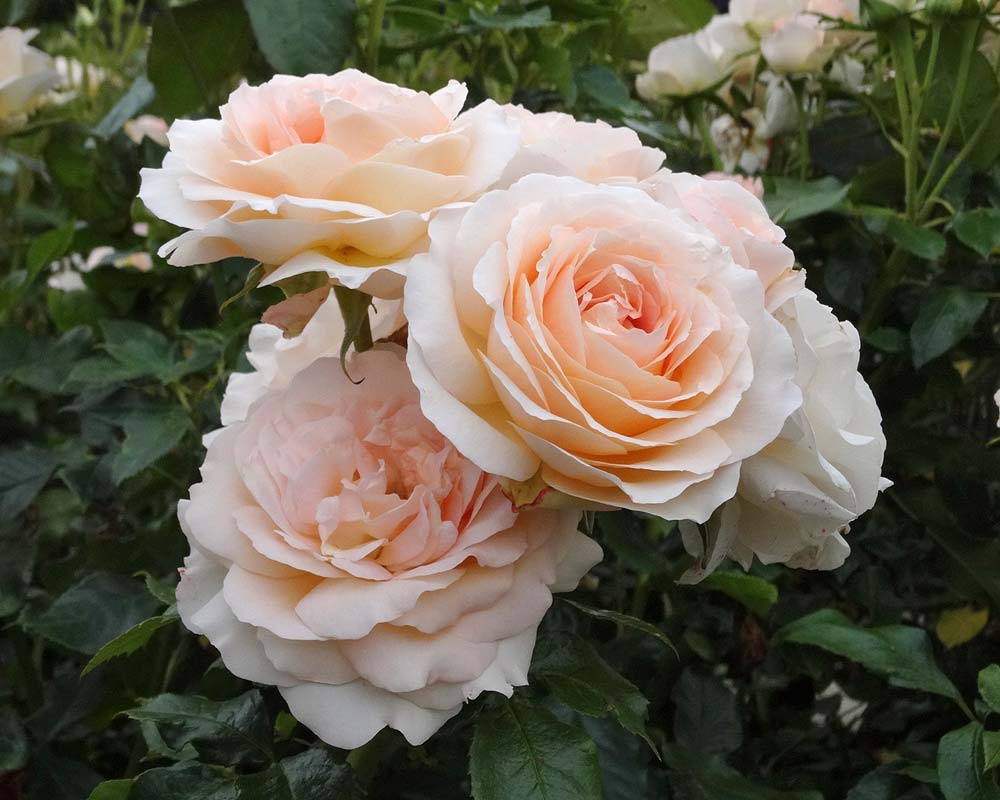 RHS Rosemoor Devon, UK - wonderful roses