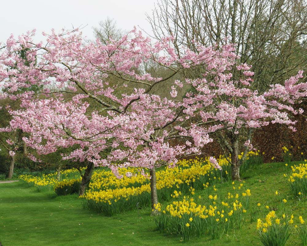 RHS Rosemoor Devon, UK - spring blossom