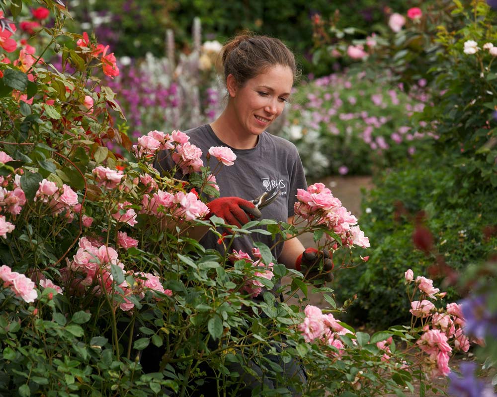 RHS Rosemoor Devon, UK - professional rose care