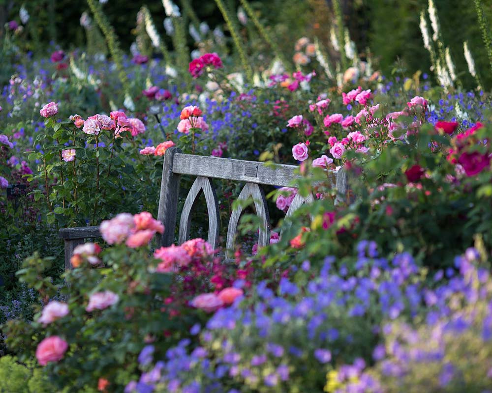 Rose garden at RHS Rosemoor