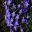 Chionodoxa Lucilliae 'Blue Giant' - Rosemoor RHS
