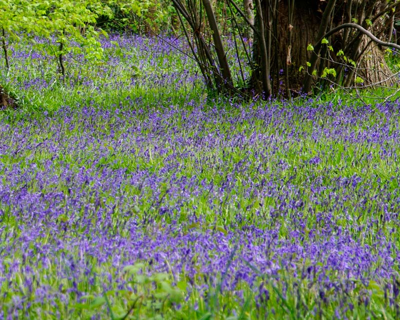 Bluebells in May - Hestercombe