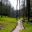 Lower woodland path - Hestercombe