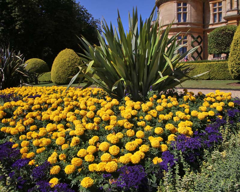 Waddesdon Manor, marigolds always powerful when planted en-masse