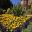 Waddesdon Manor, marigolds always powerful when planted en-masse