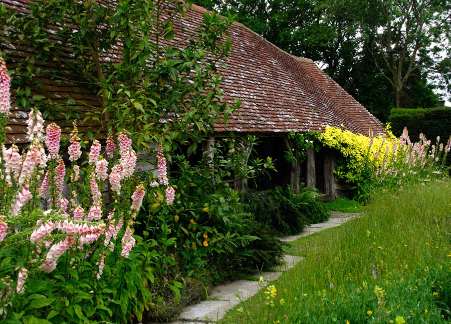Great Dixter - display of Digitalis in front of Hovel