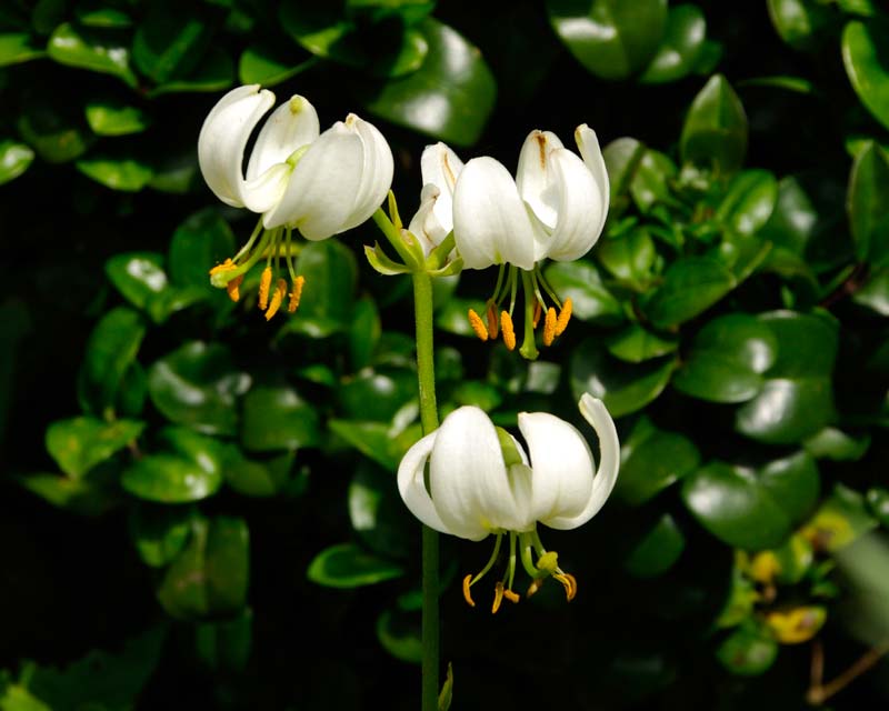 Great Dixter - Allium martagon Album