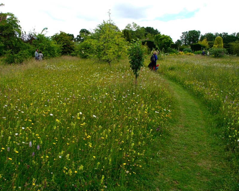 Great Dixter - Wild Flower Meadow