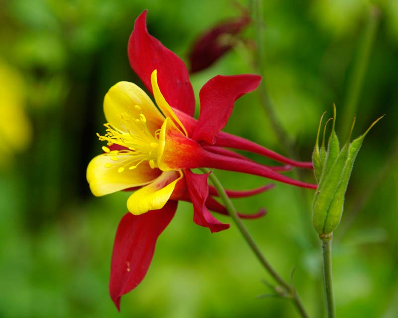 Great Dixter - Red and yellow Aquilegia