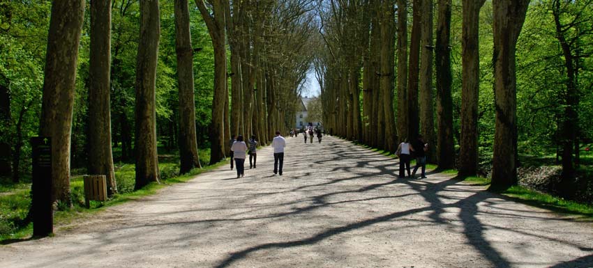 The approach drive to the chateau, suitably grand. - Chateau de Chenonceau