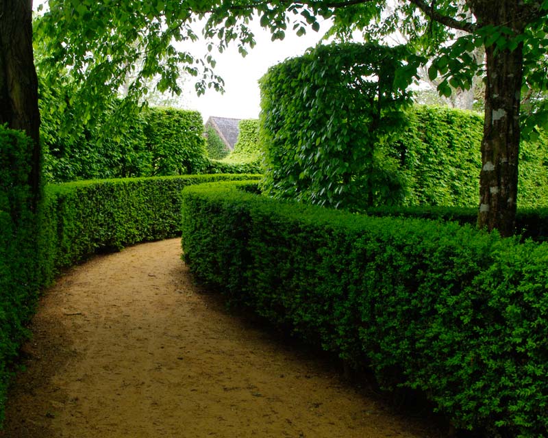 Beautifully pruned hedges line the path to the main house - Les Jardins du Manoir d'Eyrignac