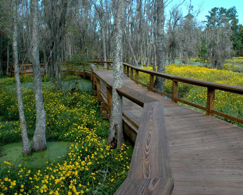 Boardwalk through the Audobon swamp nature walk photos supplied by Magnolia Plantation and Gardens