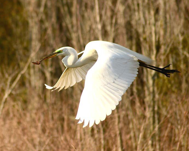 Egret in flight over the wetlands photos supplied by Magnolia Plantation and Gardens