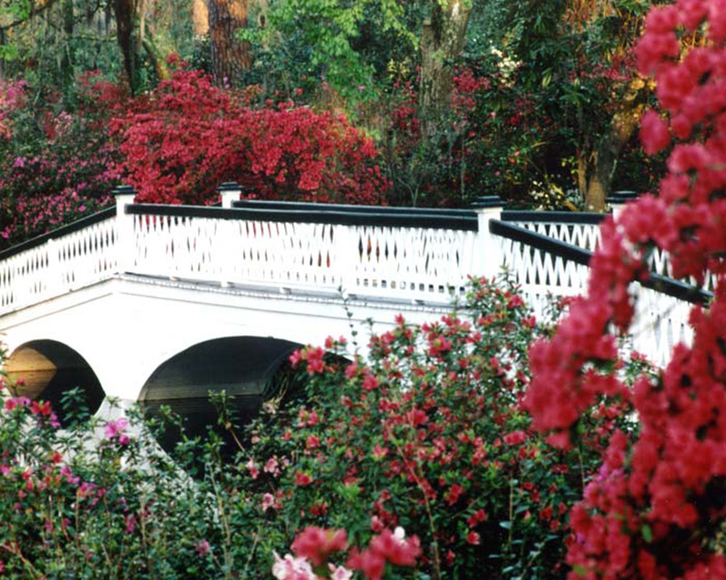 The Long White Bridge in spring photos supplied by Magnolia Plantation and Gardens