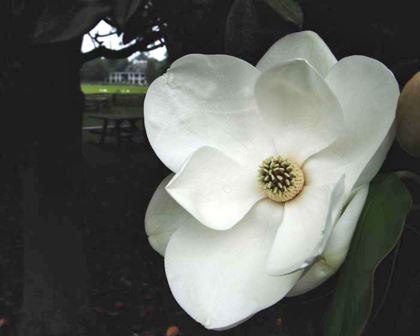 Magnolia Plantation photos supplied by Magnolia Plantation and Gardens