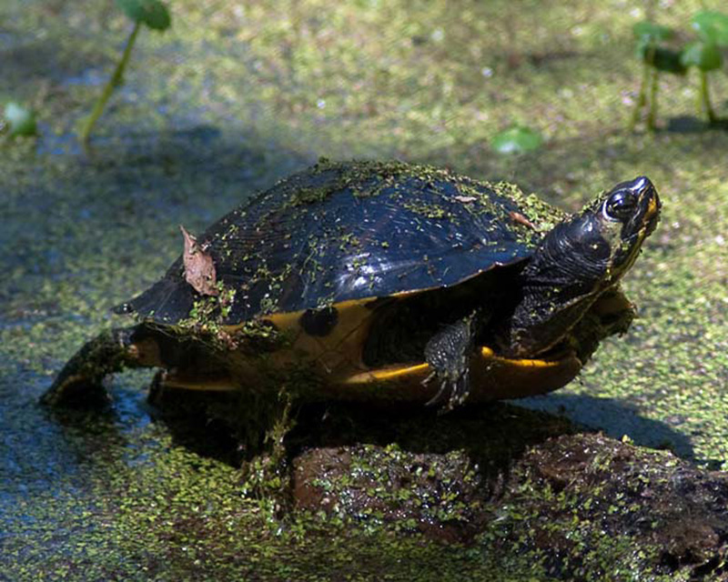 Reaching for the Sun - Turtle in wetlands photos supplied by Magnolia Plantation and Gardens