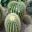 The Barrel Cactus - Echninocactus grusonii photo taken at De Hortus Botanicus