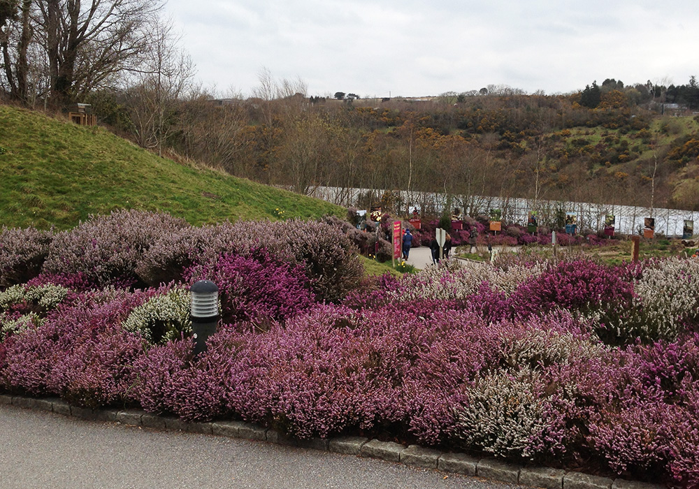 Heather borders along entrance path to Eden Project