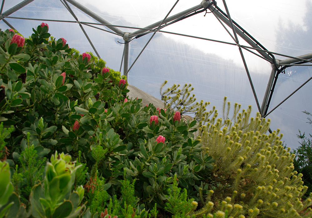 Proteas in the Mediterranean Biome - Eden Project