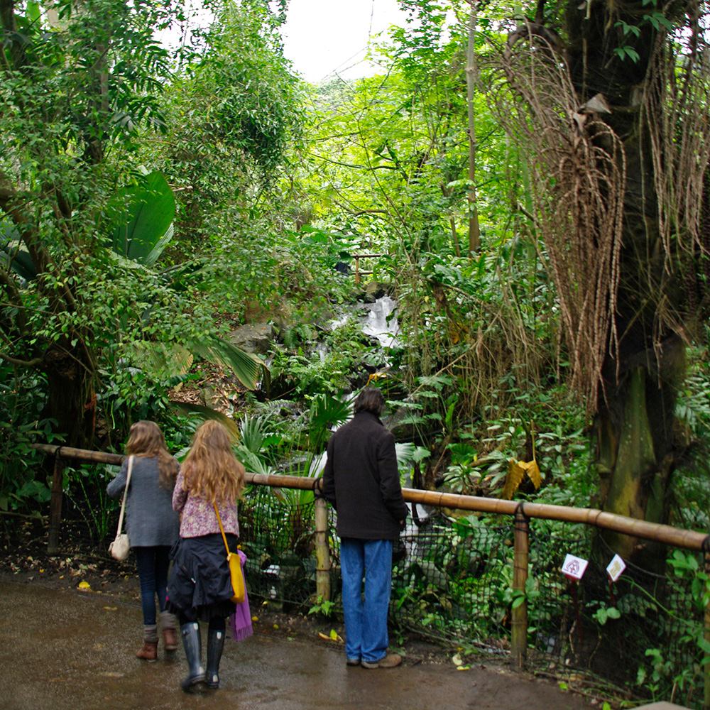 Tropical Biome - Eden Project